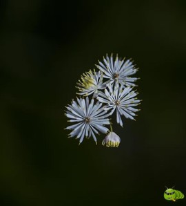 mmexport1521206670112