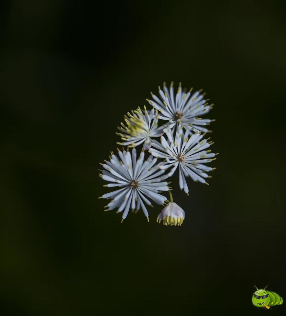 mmexport1521206670112