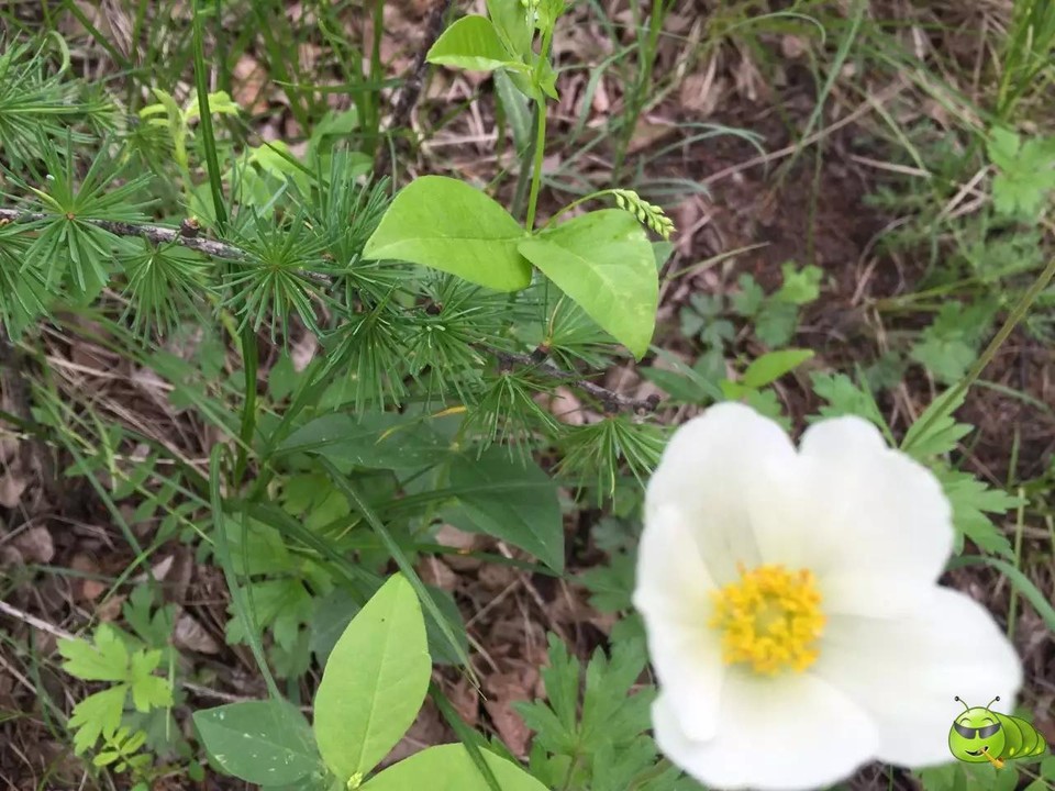 mmexport1521206752338