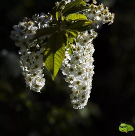 mmexport1521206812178