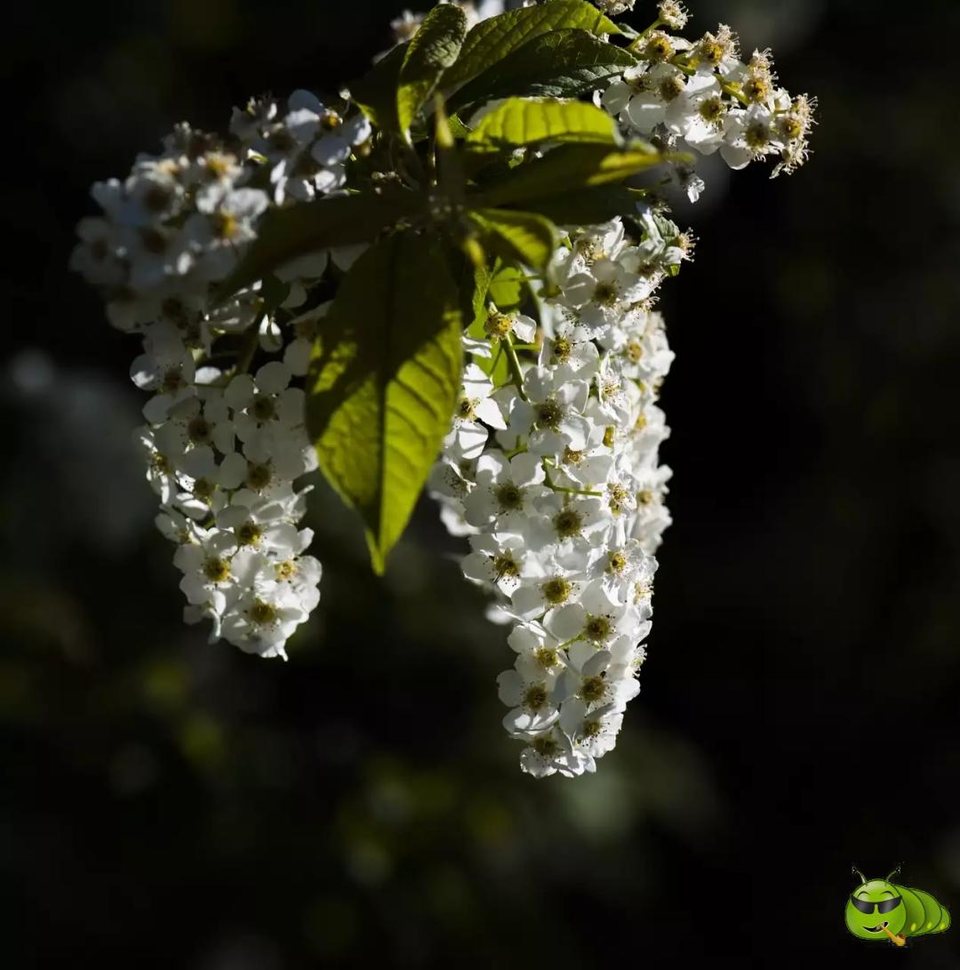 mmexport1521206812178