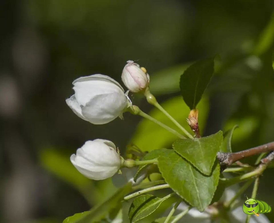 mmexport1521206816540