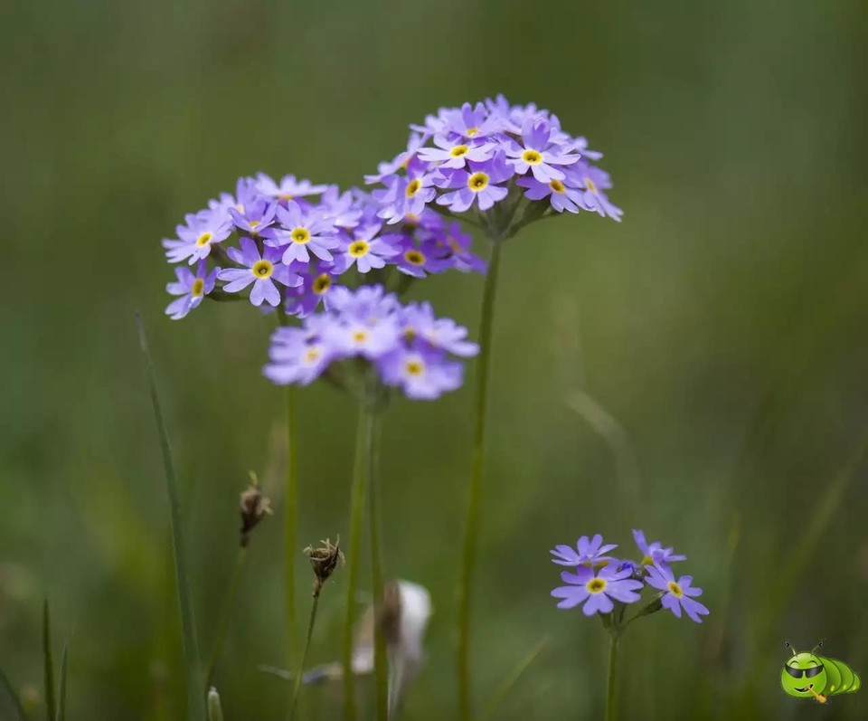 mmexport1521206842171