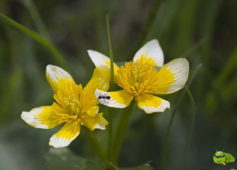 mmexport1521206889969