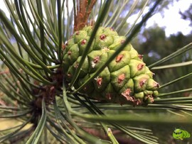 mmexport1521207198204