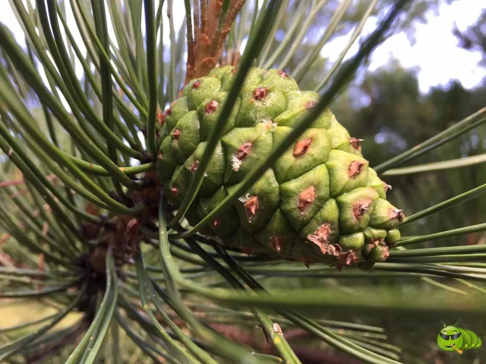 mmexport1521207198204