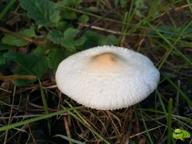 mmexport1521207202559