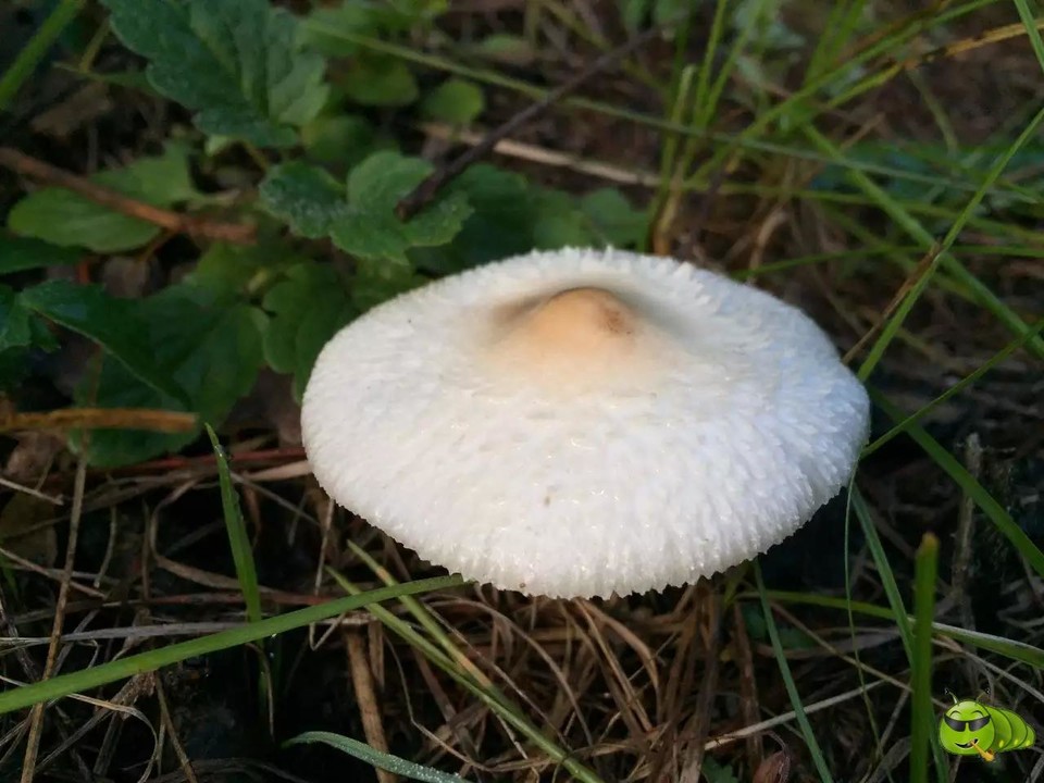 mmexport1521207202559