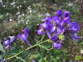 mmexport1521207216857