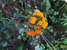 mmexport1521207221143