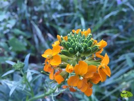 mmexport1521207226714