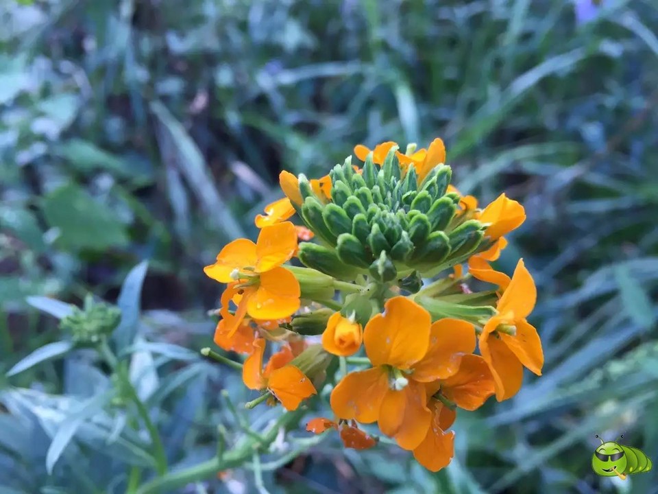 mmexport1521207226714