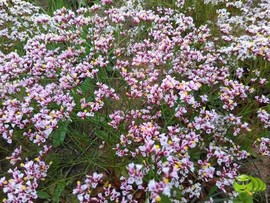 mmexport1521207397727