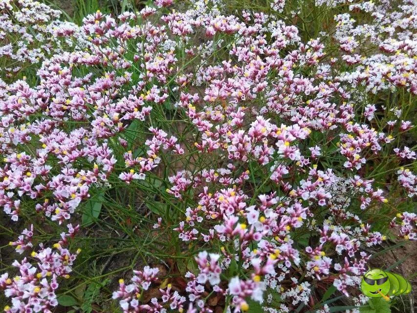 mmexport1521207397727