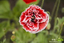 mmexport1521207531241