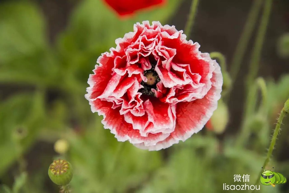 mmexport1521207531241