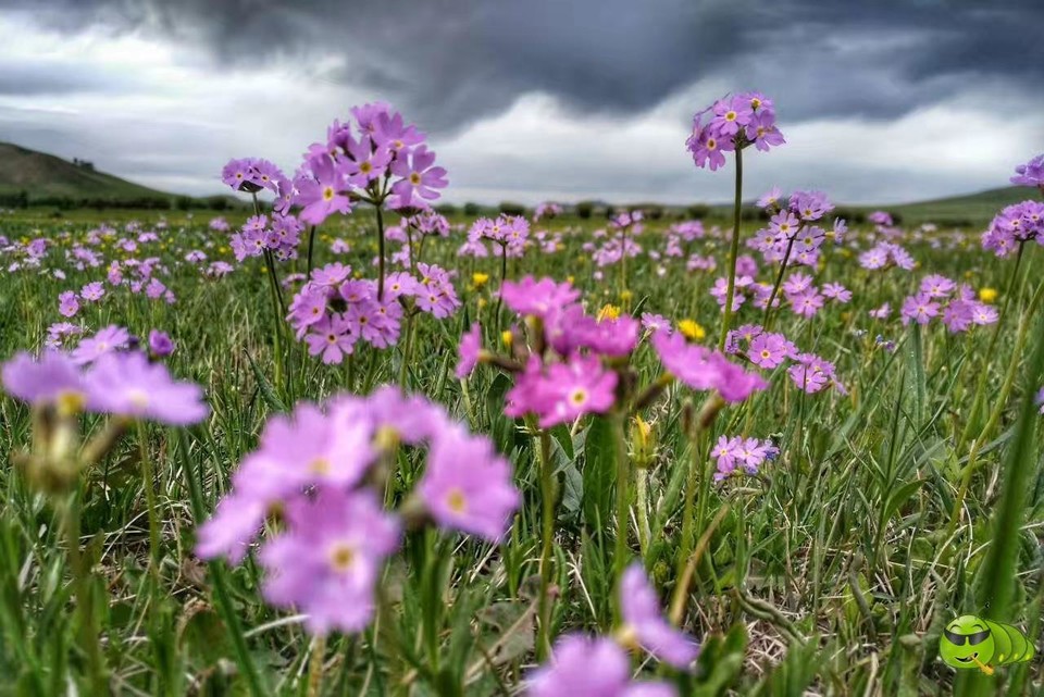 mmexport1521208225008