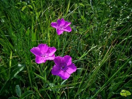 mmexport1521208407127