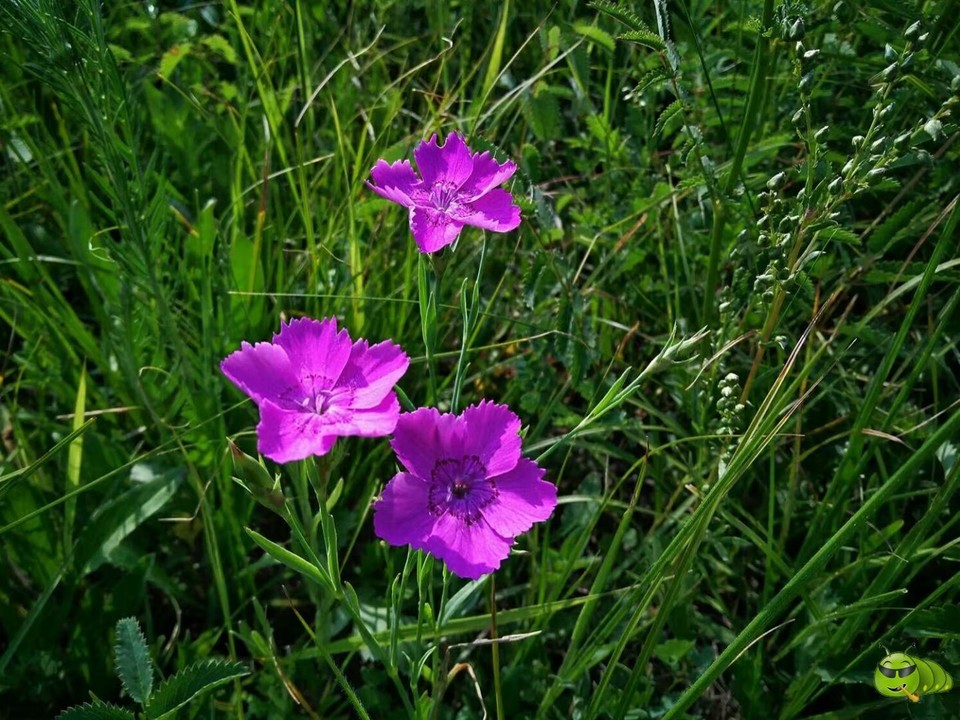 mmexport1521208407127