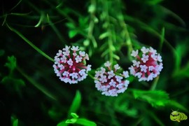 mmexport1521209751605