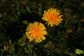 mmexport1521209784108