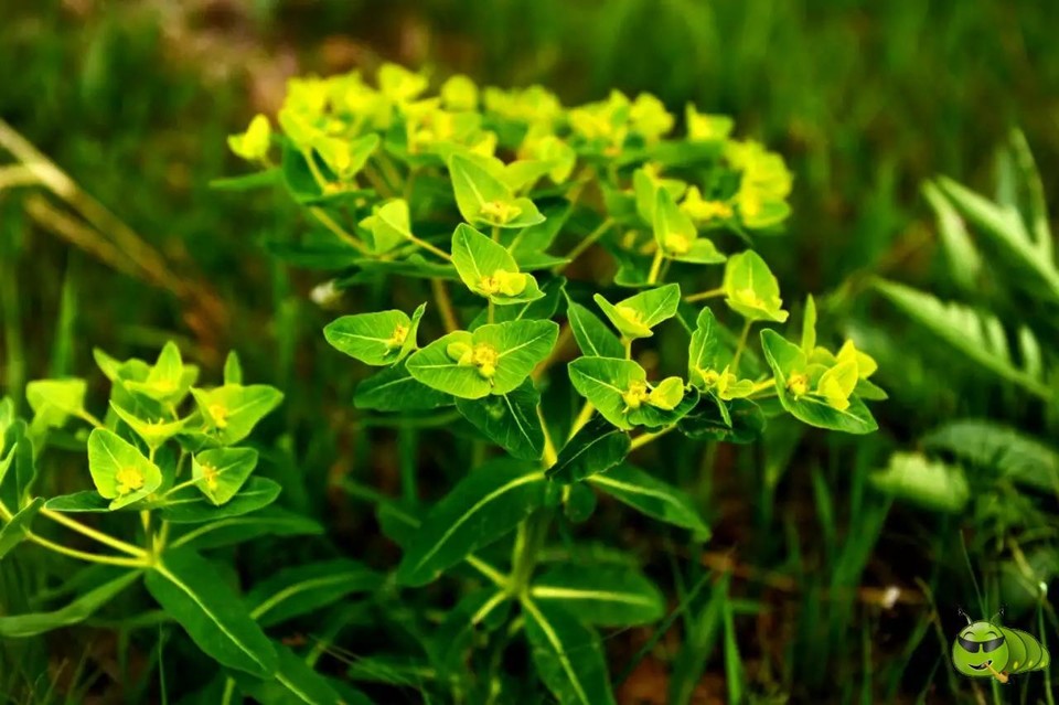 mmexport1521209818259