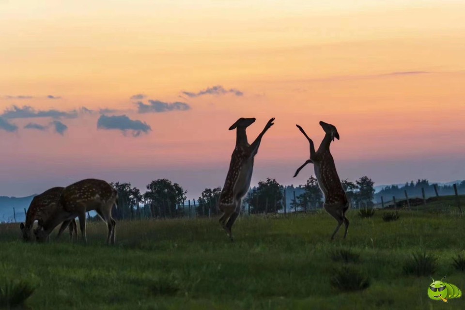 mmexport1594997118061