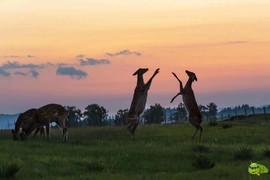 mmexport1594997118061