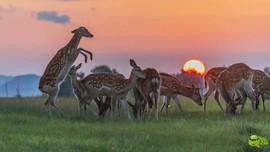 mmexport1594997111749