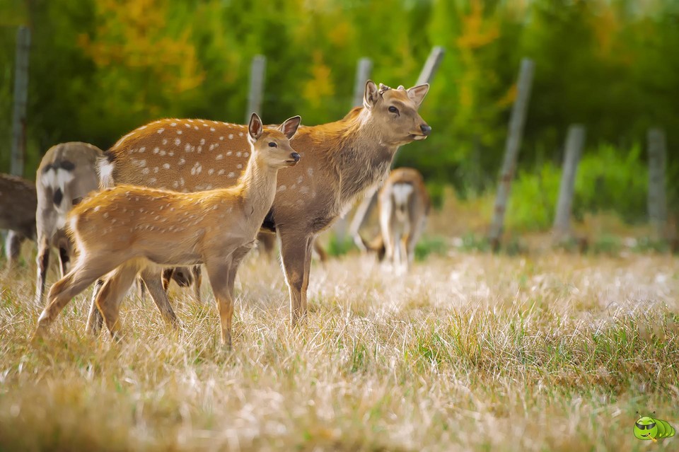 _DSC9526-1-恢复的