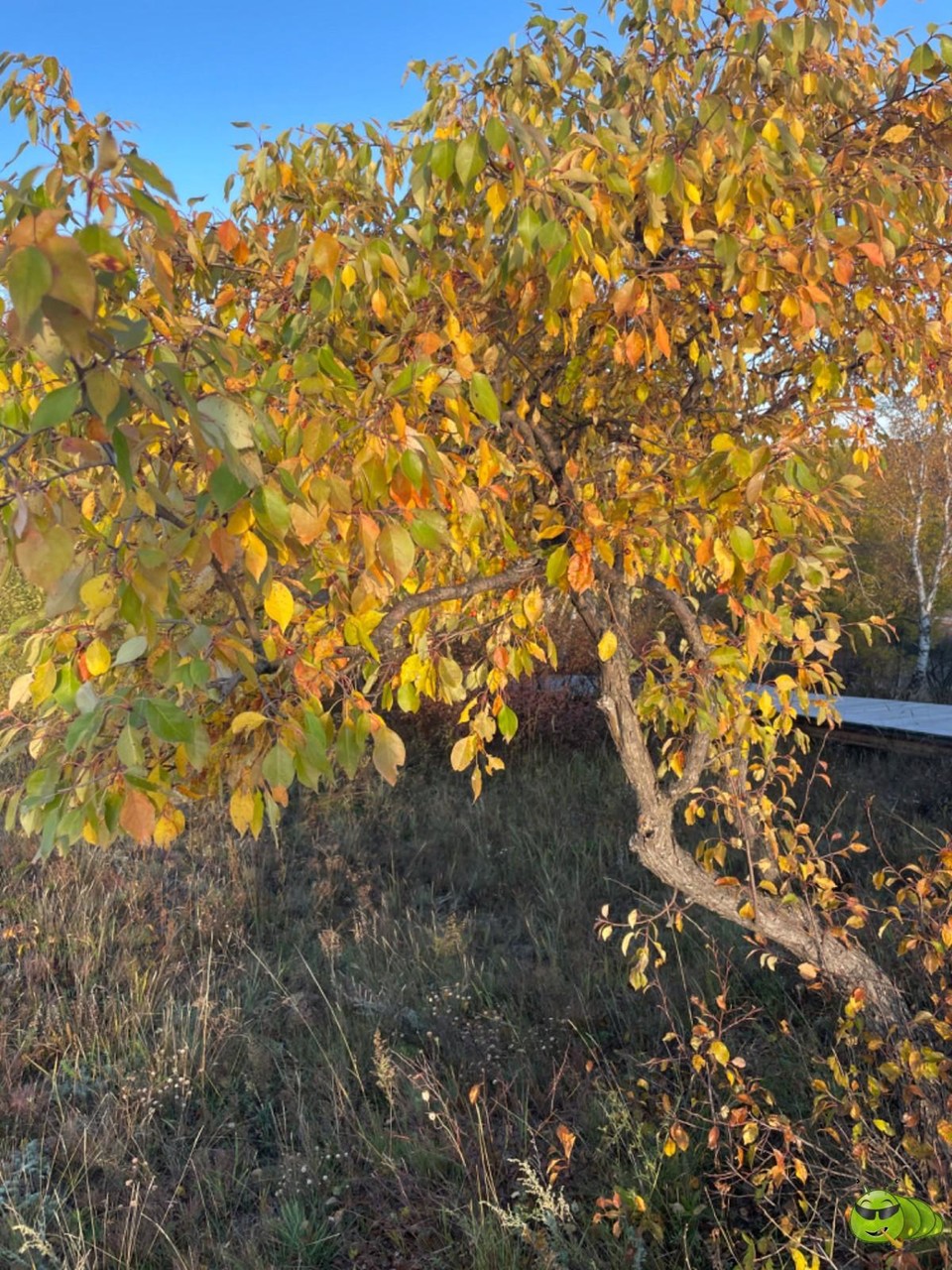 mmexport1727492826761