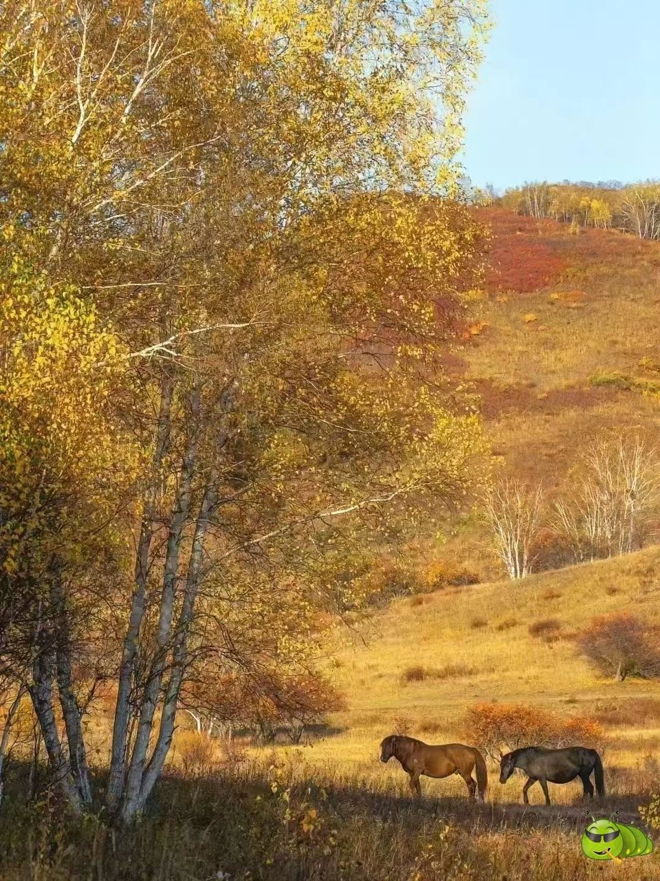 mmexport1727128386519