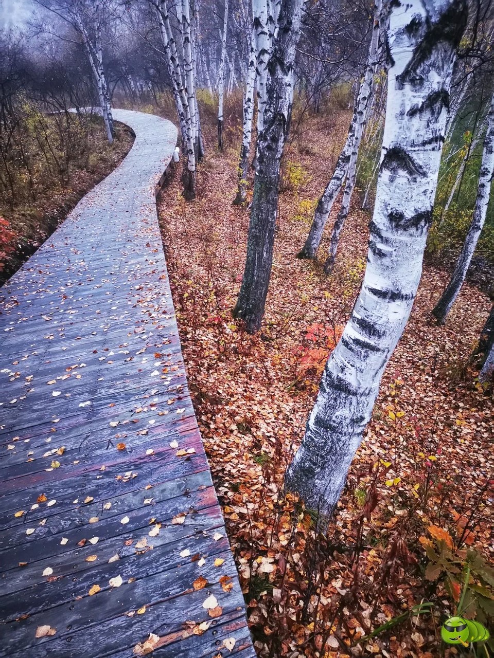 IMG_20240928_060915-01