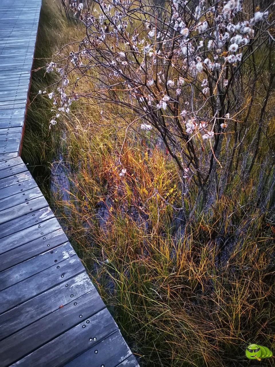 IMG_20240928_060148-01