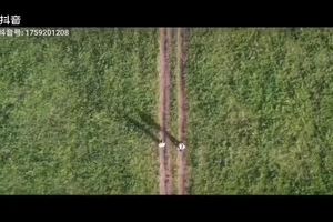 走在林间的小路上