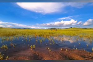 这里的黎明静悄悄