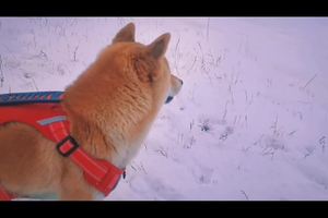 冬天里的小小狗