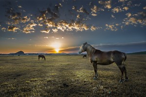 坝上草原，晨曦初上