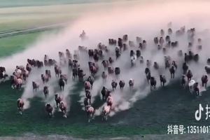 乌兰布统 百马奔蹄