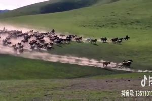 南征北战 万马奔腾