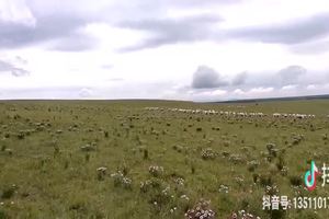 天高云淡 羊尾连成片