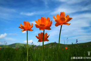 你若盛开，清风自来