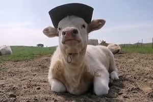 潇洒走一回的牛