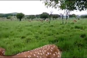 关关雎鸠，麋鹿呦呦