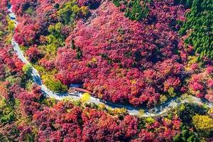 【广州出发】元旦31号/1号成行！清远佛冈赏枫叶1日游!田野绿世界的5公里枫叶大道，变红了！潖江大片的雪白芦苇荡