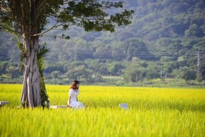 特惠88元【稻田柿海】邂逅从化千亩“柿”外桃源，红红火火满枝头，美拍从化稻谷金黄时1天游