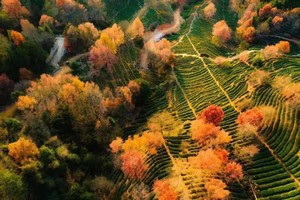 休闲【茶园红枫】徒步广东无量山上仙湖茶场， 赏醉美枫叶1天游