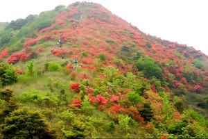 登山，广佛出发【通天蜡烛】登千米高山，赏满山杜鹃花红似火1天