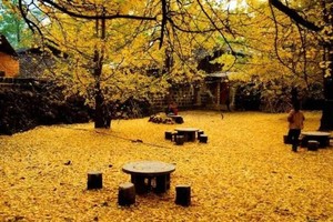 周三/六出发，298元含温泉【南雄银杏】最美帽子峰银杏+汤溪温泉+网红铁轨+南华禅寺休闲游