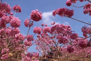 休闲【醉美江门】美拍千亩紫花风铃花海，行摄圭峰山百亩红枫，漫步石涧水杉群